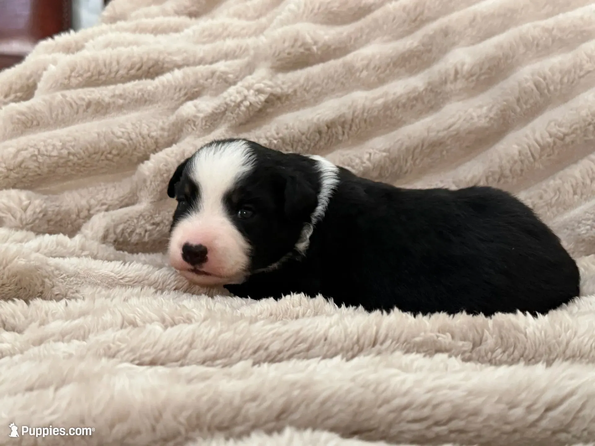 Lexi, a female Miniature Australian Shepherd for sale in Houston, TX – 1 of 2