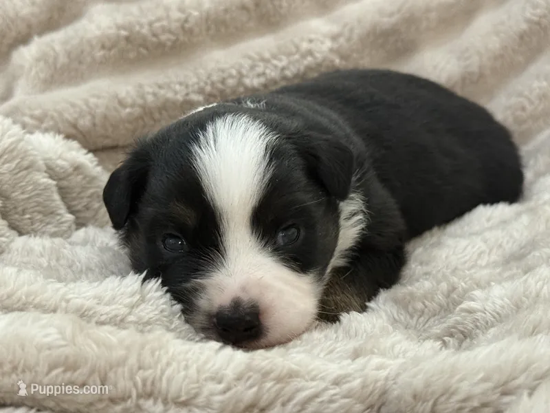 Maverick  – Miniature Australian Shepherd puppy for sale in Houston, TX