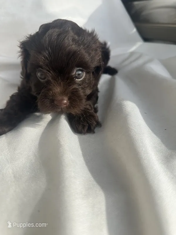 No name – Morkie puppy for sale in Inman, SC