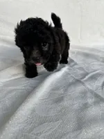 No name, a female Morkie for sale in Inman, SC – 3 of 3