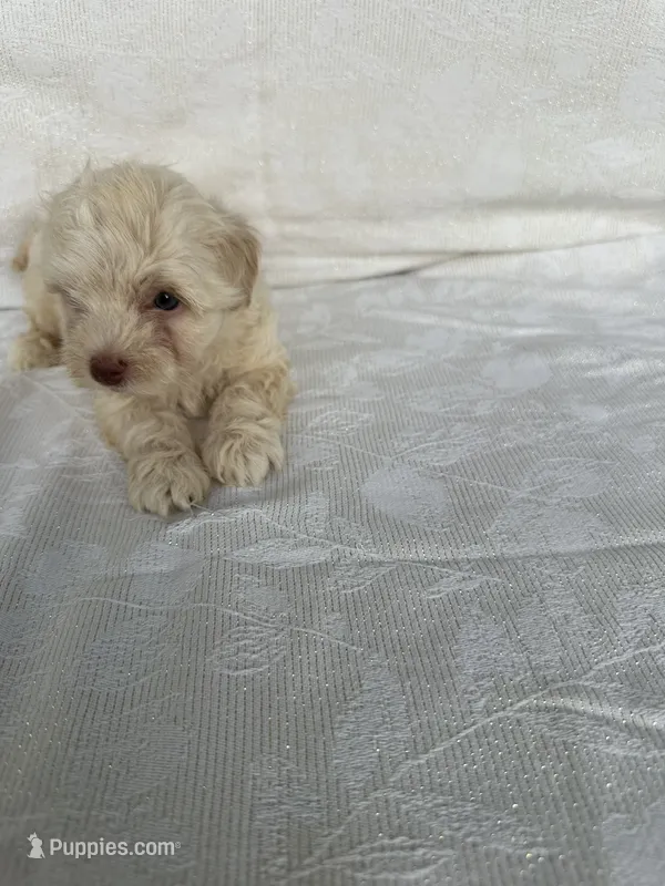 No name – Morkie puppy for sale in Inman, SC