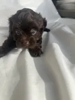 No name, a female Morkie for sale in Inman, SC – 1 of 2