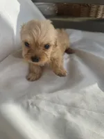 No name , a male Maltese and Yorkshire Terrier for sale in Inman, SC – 2 of 2