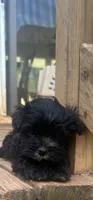 No name, a male Morkie for sale in Inman, SC – 2 of 2