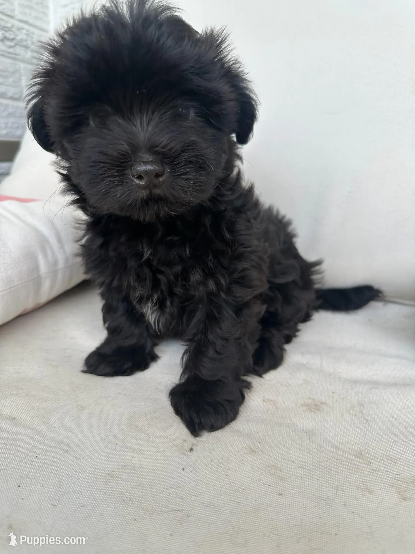 No name, a female Maltese for sale in Inman, SC – Photo 2 of 4