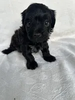No name, a female Morkie for sale in Inman, SC – 3 of 4