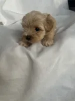 No name, a male Morkie for sale in Inman, SC – 2 of 2