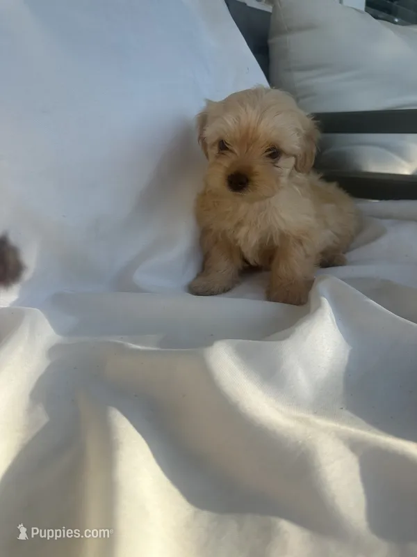 No name – Morkie puppy for sale in Inman, SC
