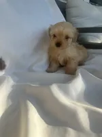 No name, a male Morkie for sale in Inman, SC – 1 of 3