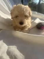 No name, a male Morkie for sale in Inman, SC – 2 of 2