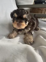 No mame, a male Morkie for sale in Inman, SC – 2 of 2