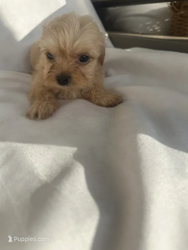 No name  – Maltese, Yorkshire Terrier puppy for sale in Inman, SC