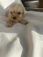 No name , a male Maltese and Yorkshire Terrier for sale in Inman, SC – 1 of 2