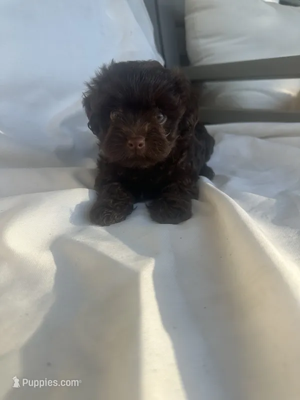 No name – Morkie puppy for sale in Inman, SC