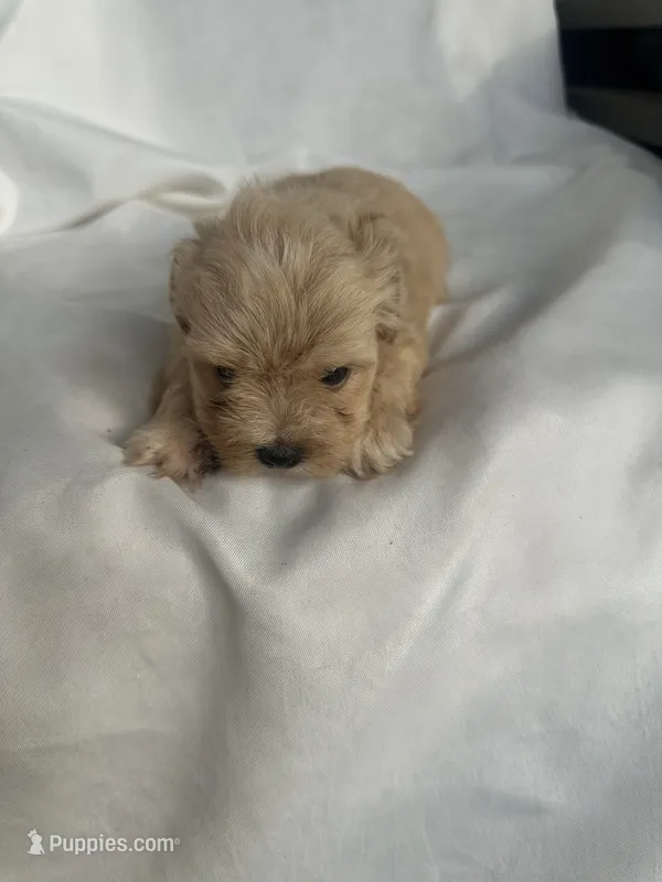 No name – Morkie puppy for sale in Inman, SC