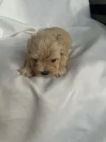 No name, a male Morkie for sale in Inman, SC – 1 of 2