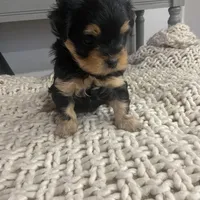 No name, a female Maltese for sale in Inman, SC – Photo 4 of 4