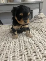 No name, a female Maltese for sale in Inman, SC – Photo 2 of 2