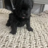 No name, a female Maltese for sale in Inman, SC – Photo 3 of 4