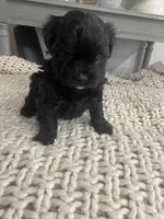 No name, a female Maltese for sale in Inman, SC – Photo 1 of 2