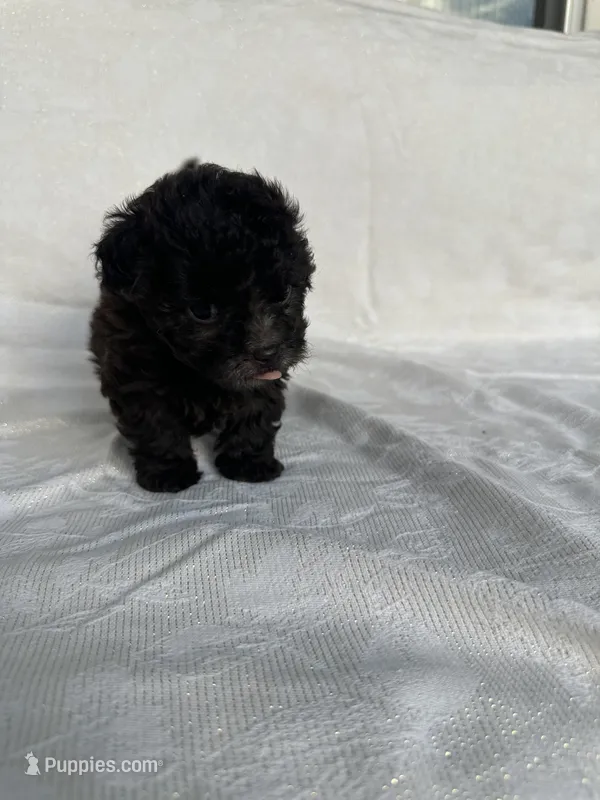 No name – Morkie puppy for sale in Inman, SC
