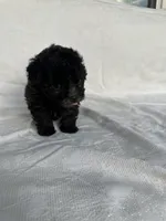 No name, a female Morkie for sale in Inman, SC – 1 of 4