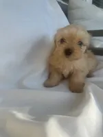 No name, a male Morkie for sale in Inman, SC – 2 of 3