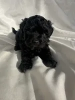 No name , a female Maltese and Yorkshire Terrier for sale in Inman, SC – 2 of 2