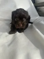 No name, a female Morkie for sale in Inman, SC – 2 of 2