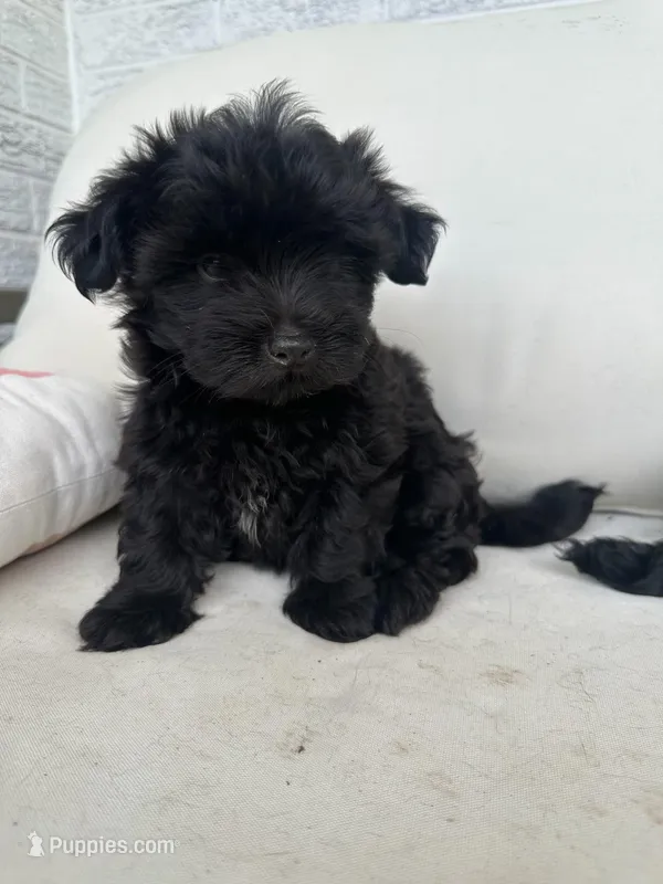 No name – Maltese puppy for sale in Inman, SC