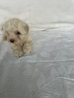 No name, a female Morkie for sale in Inman, SC – 4 of 4