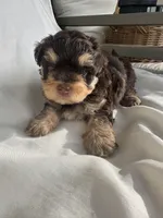 No mame, a male Morkie for sale in Inman, SC – 1 of 2