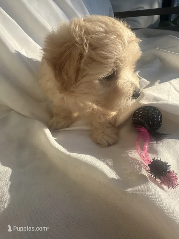 No name – Morkie puppy for sale in Inman, SC