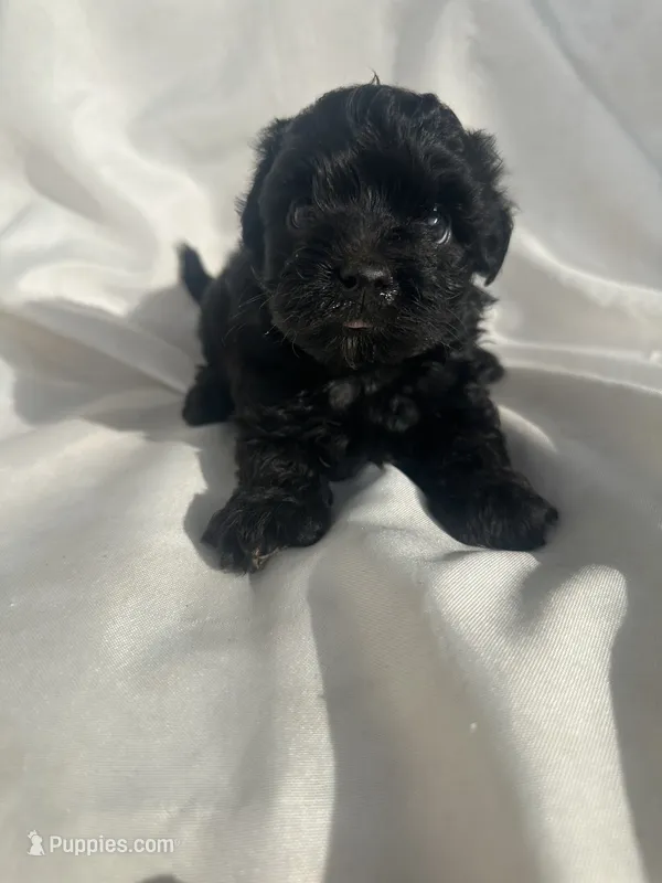 No name  – Maltese, Yorkshire Terrier puppy for sale in Inman, SC