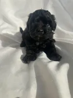 No name , a female Maltese and Yorkshire Terrier for sale in Inman, SC – 1 of 2