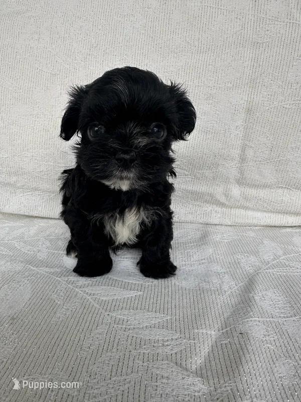 No name – Morkie puppy for sale in Inman, SC
