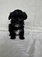 No name, a male Morkie for sale in Inman, SC – 1 of 2