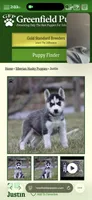 Nitro , a male Siberian Husky for sale in Newark, DE – Photo 3 of 3