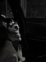 Nitro , a male Siberian Husky for sale in Newark, DE – Photo 2 of 3