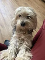 Nova, a female Shih Tzu for sale in Newark, DE – Photo 3 of 4