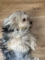 Nova, a female Shih Tzu for sale in Newark, DE – Photo 4 of 4