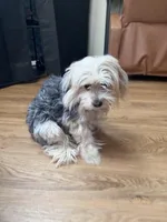 Nova, a female Shih Tzu for sale in Newark, DE – Photo 1 of 4