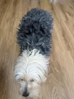 Nova, a female Shih Tzu for sale in Newark, DE – Photo 2 of 4