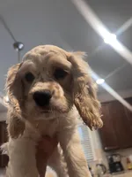 processed/b9c17e01-9381-42a4-91d3-e993686a878e/listing/00612d12-5bc8-4c29-bc95-04a89cf7bb71/2ec8451b-591a-472a-9aea-0ac52abcda0e