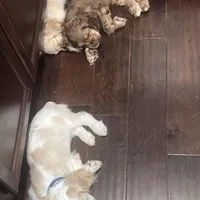 Girl 1, a female English Cocker Spaniel for sale in Stonecrest, GA – Photo 3 of 6