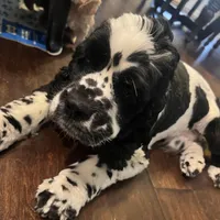 Girl 1, a female English Cocker Spaniel for sale in Stonecrest, GA – Photo 4 of 6