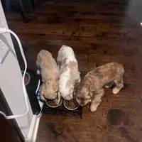 Girl 1, a female English Cocker Spaniel for sale in Stonecrest, GA – Photo 5 of 6