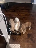 processed/b9c17e01-9381-42a4-91d3-e993686a878e/listing/56ba3174-0f4b-49a2-823a-90ee50d26862/6b6744a5-5562-4ac2-a316-e0a671f3341a