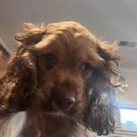 Girl 1, a female English Cocker Spaniel for sale in Stonecrest, GA – Photo 1 of 6