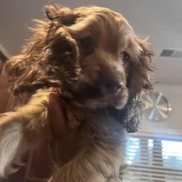 Girl 1, a female English Cocker Spaniel for sale in Stonecrest, GA – Photo 2 of 6